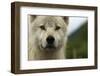 Grey Wolf (Canis Lupus) Portrait, Katmai National Park, Alaska, USA, August-Oliver Scholey-Framed Photographic Print
