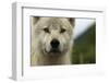 Grey Wolf (Canis Lupus) Portrait, Katmai National Park, Alaska, USA, August-Oliver Scholey-Framed Photographic Print