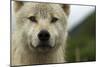 Grey Wolf (Canis Lupus) Portrait, Katmai National Park, Alaska, USA, August-Oliver Scholey-Mounted Photographic Print