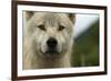 Grey Wolf (Canis Lupus) Portrait, Katmai National Park, Alaska, USA, August-Oliver Scholey-Framed Photographic Print