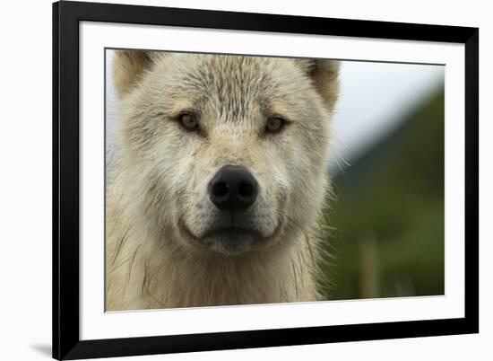 Grey Wolf (Canis Lupus) Portrait, Katmai National Park, Alaska, USA, August-Oliver Scholey-Framed Photographic Print