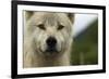 Grey Wolf (Canis Lupus) Portrait, Katmai National Park, Alaska, USA, August-Oliver Scholey-Framed Photographic Print