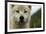 Grey Wolf (Canis Lupus) Portrait, Katmai National Park, Alaska, USA, August-Oliver Scholey-Framed Photographic Print