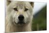 Grey Wolf (Canis Lupus) Portrait, Katmai National Park, Alaska, USA, August-Oliver Scholey-Mounted Photographic Print