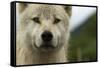 Grey Wolf (Canis Lupus) Portrait, Katmai National Park, Alaska, USA, August-Oliver Scholey-Framed Stretched Canvas