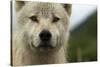 Grey Wolf (Canis Lupus) Portrait, Katmai National Park, Alaska, USA, August-Oliver Scholey-Stretched Canvas