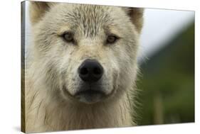 Grey Wolf (Canis Lupus) Portrait, Katmai National Park, Alaska, USA, August-Oliver Scholey-Stretched Canvas