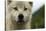 Grey Wolf (Canis Lupus) Portrait, Katmai National Park, Alaska, USA, August-Oliver Scholey-Stretched Canvas