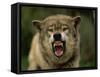 Grey Wolf Growling, Montana, United States of America, North America-James Gritz-Framed Stretched Canvas