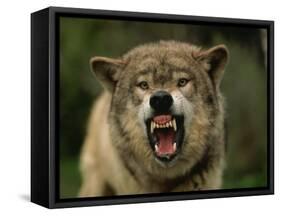 Grey Wolf Growling, Montana, United States of America, North America-James Gritz-Framed Stretched Canvas