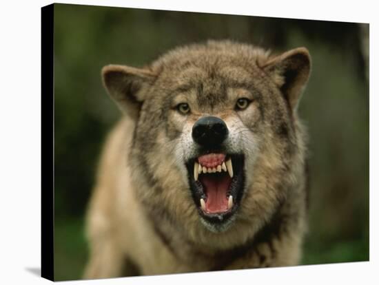 Grey Wolf Growling, Montana, United States of America, North America-James Gritz-Stretched Canvas