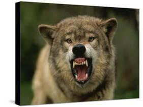 Grey Wolf Growling, Montana, United States of America, North America-James Gritz-Stretched Canvas