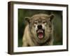 Grey Wolf Growling, Montana, United States of America, North America-James Gritz-Framed Photographic Print