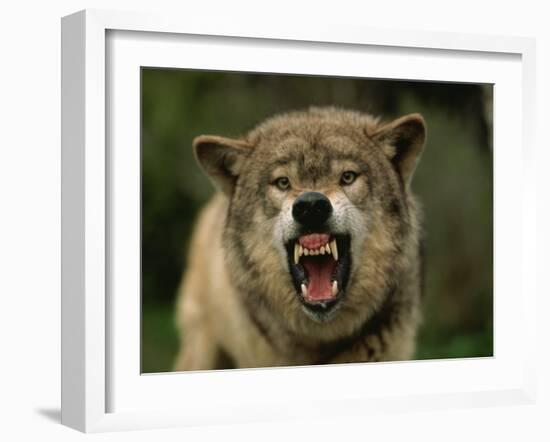 Grey Wolf Growling, Montana, United States of America, North America-James Gritz-Framed Photographic Print