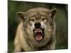 Grey Wolf Growling, Montana, United States of America, North America-James Gritz-Mounted Photographic Print