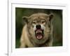 Grey Wolf Growling, Montana, United States of America, North America-James Gritz-Framed Photographic Print