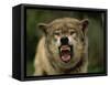 Grey Wolf Growling, Montana, United States of America, North America-James Gritz-Framed Stretched Canvas