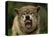 Grey Wolf Growling, Montana, United States of America, North America-James Gritz-Stretched Canvas