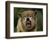 Grey Wolf Growling, Montana, United States of America, North America-James Gritz-Framed Photographic Print