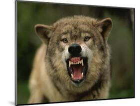 Grey Wolf Growling, Montana, United States of America, North America-James Gritz-Mounted Photographic Print