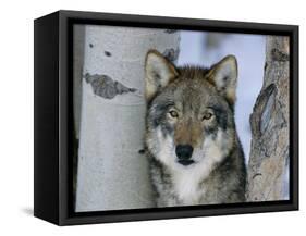 Grey Wolf Head Portrait, Us-Lynn M. Stone-Framed Stretched Canvas