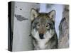 Grey Wolf Head Portrait, Us-Lynn M. Stone-Stretched Canvas