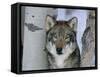 Grey Wolf Head Portrait, Us-Lynn M. Stone-Framed Stretched Canvas