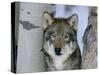 Grey Wolf Head Portrait, Us-Lynn M. Stone-Stretched Canvas