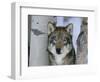 Grey Wolf Head Portrait, Us-Lynn M. Stone-Framed Premium Photographic Print