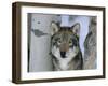 Grey Wolf Head Portrait, Us-Lynn M. Stone-Framed Photographic Print