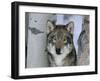 Grey Wolf Head Portrait, Us-Lynn M. Stone-Framed Photographic Print