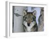 Grey Wolf Head Portrait, Us-Lynn M. Stone-Framed Photographic Print