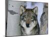 Grey Wolf Head Portrait, Us-Lynn M. Stone-Mounted Photographic Print