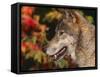 Grey Wolf, Head Profile, Montana, USA-Lynn M. Stone-Framed Stretched Canvas