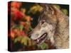 Grey Wolf, Head Profile, Montana, USA-Lynn M. Stone-Stretched Canvas