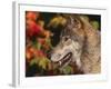 Grey Wolf, Head Profile, Montana, USA-Lynn M. Stone-Framed Photographic Print