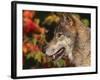 Grey Wolf, Head Profile, Montana, USA-Lynn M. Stone-Framed Photographic Print