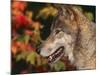 Grey Wolf, Head Profile, Montana, USA-Lynn M. Stone-Mounted Photographic Print
