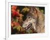 Grey Wolf, Head Profile, Montana, USA-Lynn M. Stone-Framed Photographic Print