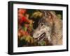 Grey Wolf, Head Profile, Montana, USA-Lynn M. Stone-Framed Photographic Print