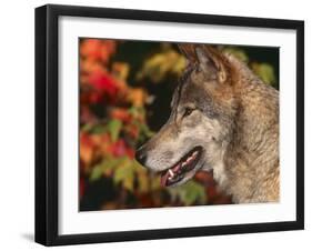 Grey Wolf, Head Profile, Montana, USA-Lynn M. Stone-Framed Photographic Print