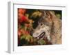 Grey Wolf, Head Profile, Montana, USA-Lynn M. Stone-Framed Photographic Print