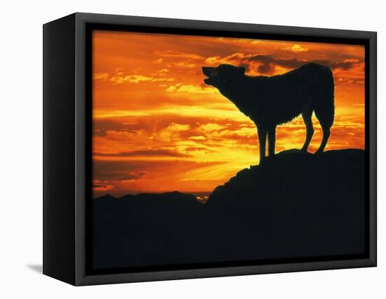 Grey Wolf, Howling at Sunset-Kim Taylor-Framed Stretched Canvas