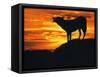 Grey Wolf, Howling at Sunset-Kim Taylor-Framed Stretched Canvas