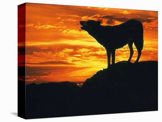 Grey Wolf, Howling at Sunset-Kim Taylor-Stretched Canvas