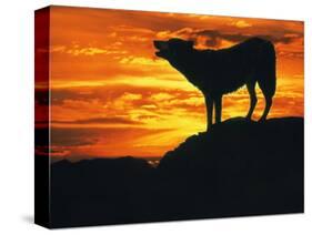 Grey Wolf, Howling at Sunset-Kim Taylor-Stretched Canvas