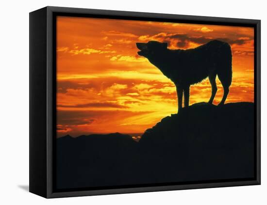 Grey Wolf, Howling at Sunset-Kim Taylor-Framed Stretched Canvas