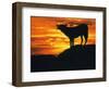 Grey Wolf, Howling at Sunset-Kim Taylor-Framed Premium Photographic Print