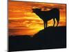 Grey Wolf, Howling at Sunset-Kim Taylor-Mounted Premium Photographic Print