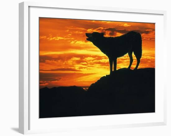 Grey Wolf, Howling at Sunset-Kim Taylor-Framed Photographic Print